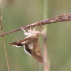 Helicoverpa punctigera at Mulanggari NR (MUL_11) - 15 Feb 2024