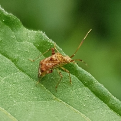 Sidnia kinbergi (Australian crop mirid) at Franklin, ACT - 14 Feb 2024 by HappyWanderer