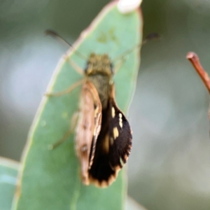 Dispar compacta at Corroboree Park - 15 Feb 2024