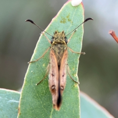 Dispar compacta at Corroboree Park - 15 Feb 2024