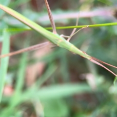 Acrida conica at Corroboree Park - 15 Feb 2024