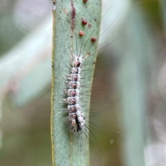 Anestia (genus) (A tiger moth) at Corroboree Park - 15 Feb 2024 by Hejor1