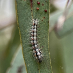 Anestia (genus) at Corroboree Park - 15 Feb 2024