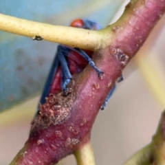 Eurymeloides sp. (genus) (Eucalyptus leafhopper) at Corroboree Park - 15 Feb 2024 by Hejor1