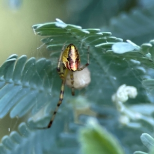 Theridion pyramidale at Corroboree Park - 15 Feb 2024