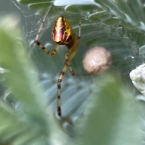 Theridion pyramidale at Corroboree Park - 15 Feb 2024