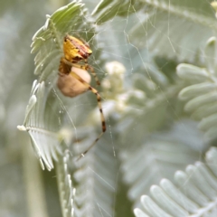 Theridion pyramidale at Corroboree Park - 15 Feb 2024