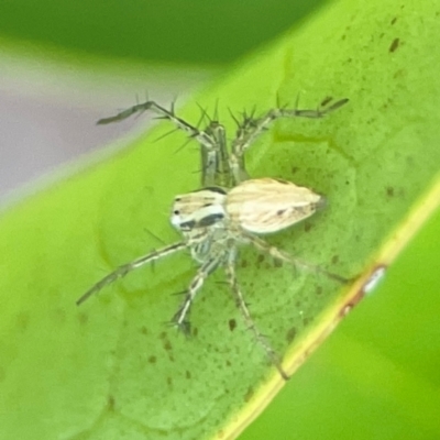 Oxyopes (genus) (Lynx spider) at Corroboree Park - 15 Feb 2024 by Hejor1