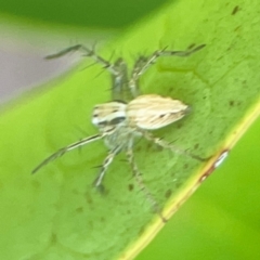 Oxyopes sp. (genus) at Corroboree Park - 15 Feb 2024