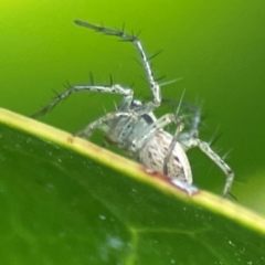 Oxyopes sp. (genus) at Corroboree Park - 15 Feb 2024