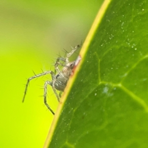 Oxyopes sp. (genus) at Corroboree Park - 15 Feb 2024