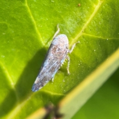 Cicadellidae (family) at Ainslie, ACT - 15 Feb 2024 by Hejor1