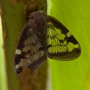 Scolypopa australis at Corroboree Park - 15 Feb 2024 04:18 PM