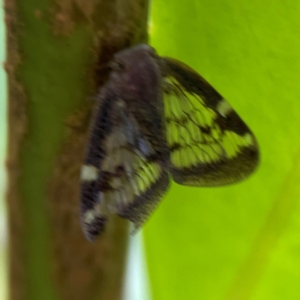 Scolypopa australis at Corroboree Park - 15 Feb 2024