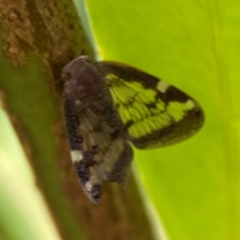 Scolypopa australis at Corroboree Park - 15 Feb 2024