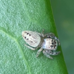 Opisthoncus grassator at Corroboree Park - 15 Feb 2024