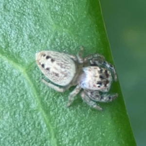 Opisthoncus grassator at Corroboree Park - 15 Feb 2024