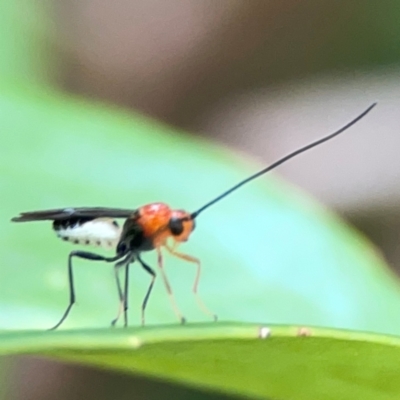 Braconidae (family) (Unidentified braconid wasp) at Corroboree Park - 15 Feb 2024 by Hejor1