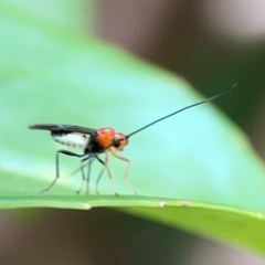 Braconidae (family) at Corroboree Park - 15 Feb 2024 04:19 PM