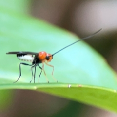 Braconidae (family) at Corroboree Park - 15 Feb 2024 04:19 PM