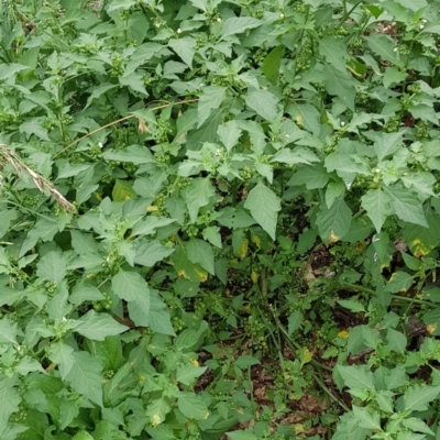 Solanum nigrum (Black Nightshade) at North Mitchell Grassland  (NMG) - 15 Feb 2024 by HappyWanderer