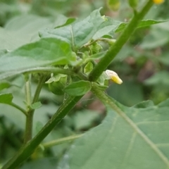 Solanum nigrum at North Mitchell Grassland  (NMG) - 15 Feb 2024 09:34 AM