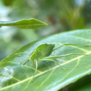 Caedicia simplex at Corroboree Park - 15 Feb 2024 04:20 PM