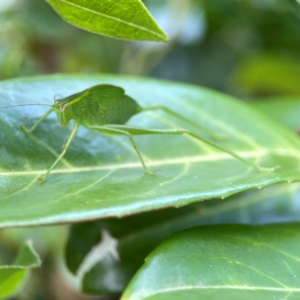 Caedicia simplex at Corroboree Park - 15 Feb 2024 04:20 PM