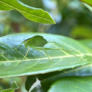 Caedicia simplex at Corroboree Park - 15 Feb 2024 04:20 PM