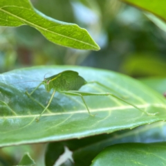 Caedicia simplex at Corroboree Park - 15 Feb 2024