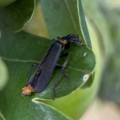 Chauliognathus lugubris (Plague Soldier Beetle) at Corroboree Park - 15 Feb 2024 by Hejor1