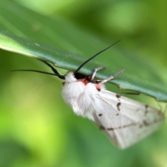 Ardices canescens (Dark-spotted Tiger Moth) at Corroboree Park - 15 Feb 2024 by Hejor1