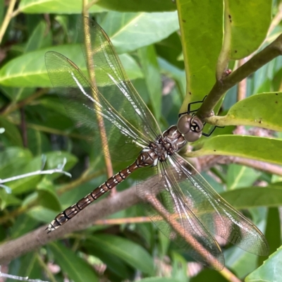 Adversaeschna brevistyla (Blue-spotted Hawker) at Corroboree Park - 15 Feb 2024 by Hejor1