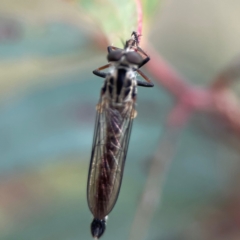 Cerdistus sp. (genus) (Slender Robber Fly) at Corroboree Park - 15 Feb 2024 by Hejor1