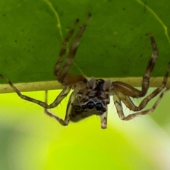 Helpis minitabunda (Threatening jumping spider) at Corroboree Park - 15 Feb 2024 by Hejor1