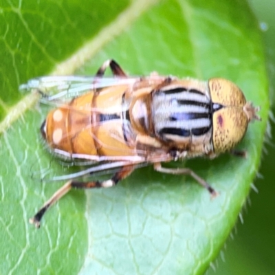 Eristalinus sp. (genus) (A Hover Fly) at Corroboree Park - 15 Feb 2024 by Hejor1