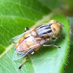 Eristalinus sp. (genus) at Corroboree Park - 15 Feb 2024