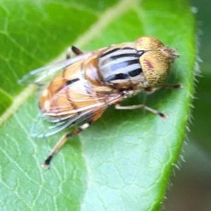 Eristalinus (genus) at Corroboree Park - 15 Feb 2024 04:34 PM