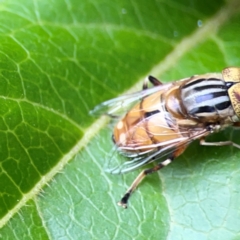 Eristalinus (genus) at Corroboree Park - 15 Feb 2024 04:34 PM