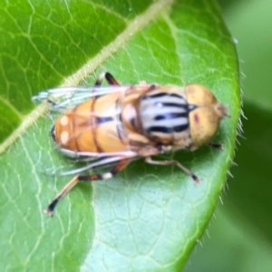 Eristalinus (genus) at Corroboree Park - 15 Feb 2024 04:34 PM