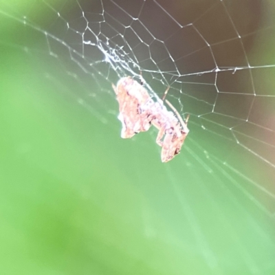 Philoponella congregabilis (Social house spider) at Corroboree Park - 15 Feb 2024 by Hejor1