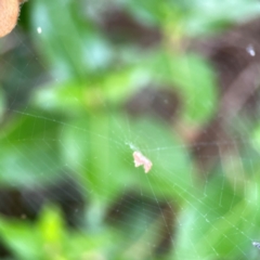 Philoponella congregabilis at Corroboree Park - 15 Feb 2024