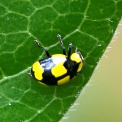 Illeis galbula (Fungus-eating Ladybird) at Corroboree Park - 15 Feb 2024 by Hejor1