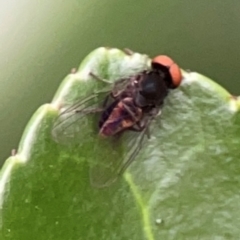 Lindneromyia sp. (Flat-footed fly) at Corroboree Park - 15 Feb 2024 by Hejor1