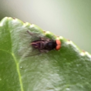 Lindneromyia sp. at Corroboree Park - 15 Feb 2024