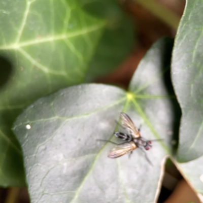 Sumpigaster sp. (genus) (A bristle fly) at Corroboree Park - 15 Feb 2024 by Hejor1