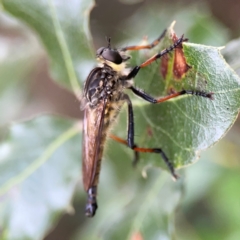 Zosteria rosevillensis (A robber fly) at Corroboree Park - 15 Feb 2024 by Hejor1