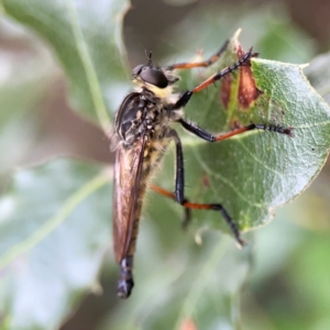 Zosteria rosevillensis at Corroboree Park - 15 Feb 2024