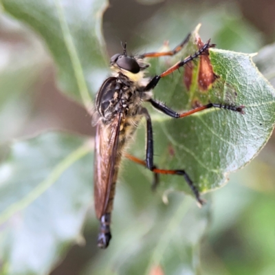 Zosteria rosevillensis (A robber fly) at Corroboree Park - 15 Feb 2024 by Hejor1