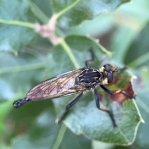 Zosteria rosevillensis at Corroboree Park - 15 Feb 2024